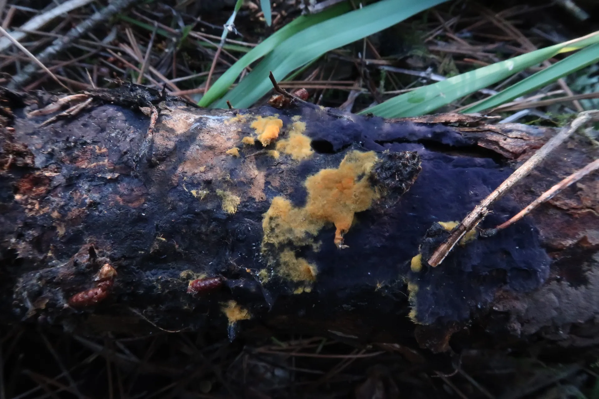 Odontia fibrosa - 1 - IMG_4282